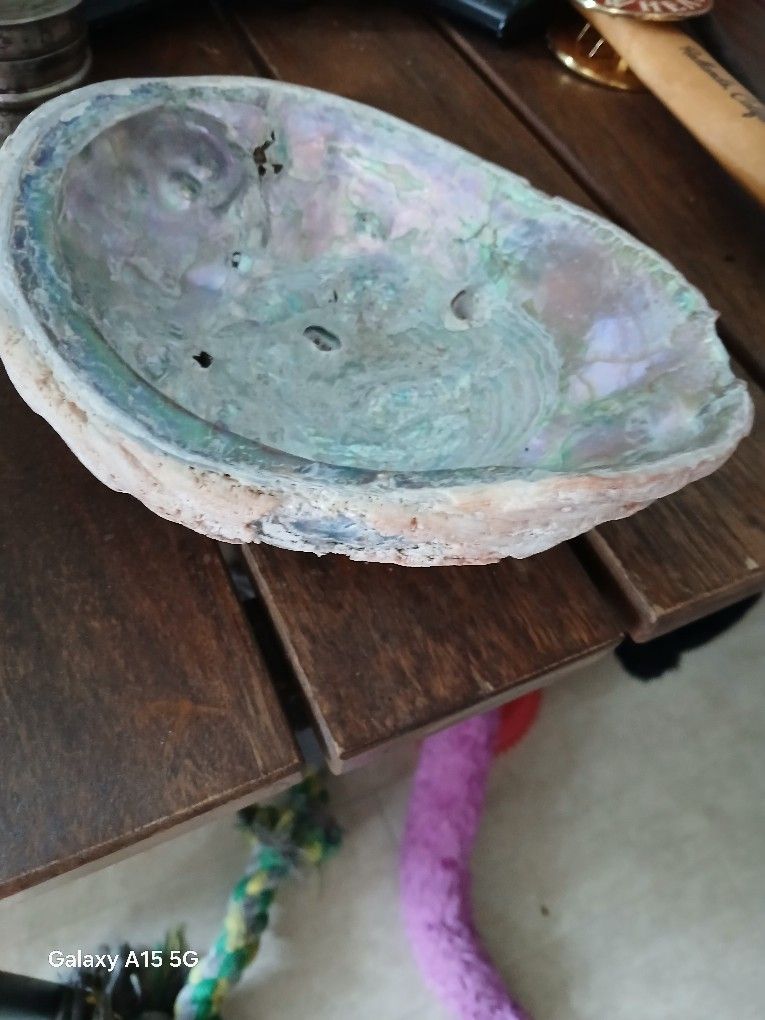 Abalone Shell
