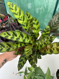 Rattlesnake Plant for Sale