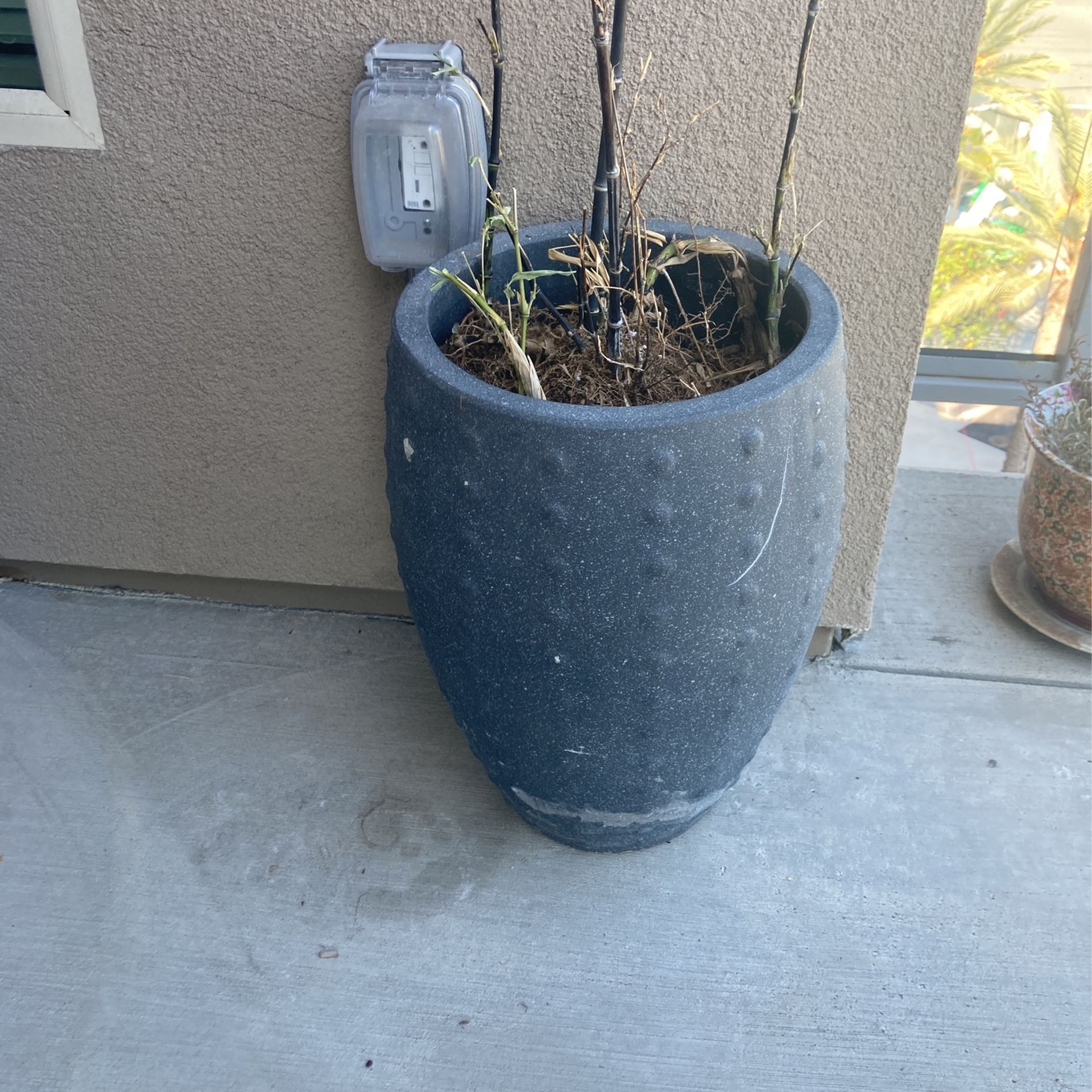 Large Plant Pot With Plant 🌱 