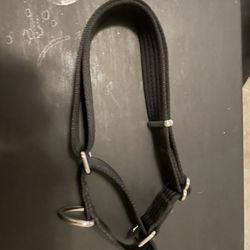 Dog Collar
