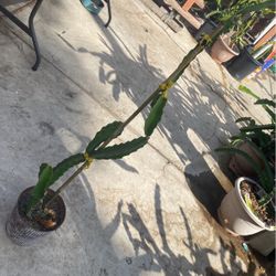 Dragon Fruit