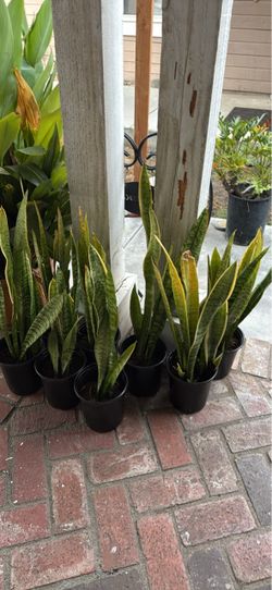 snake plants 🐍