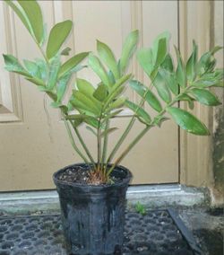 Cardboard Palm Landscape Plant Potted Plant