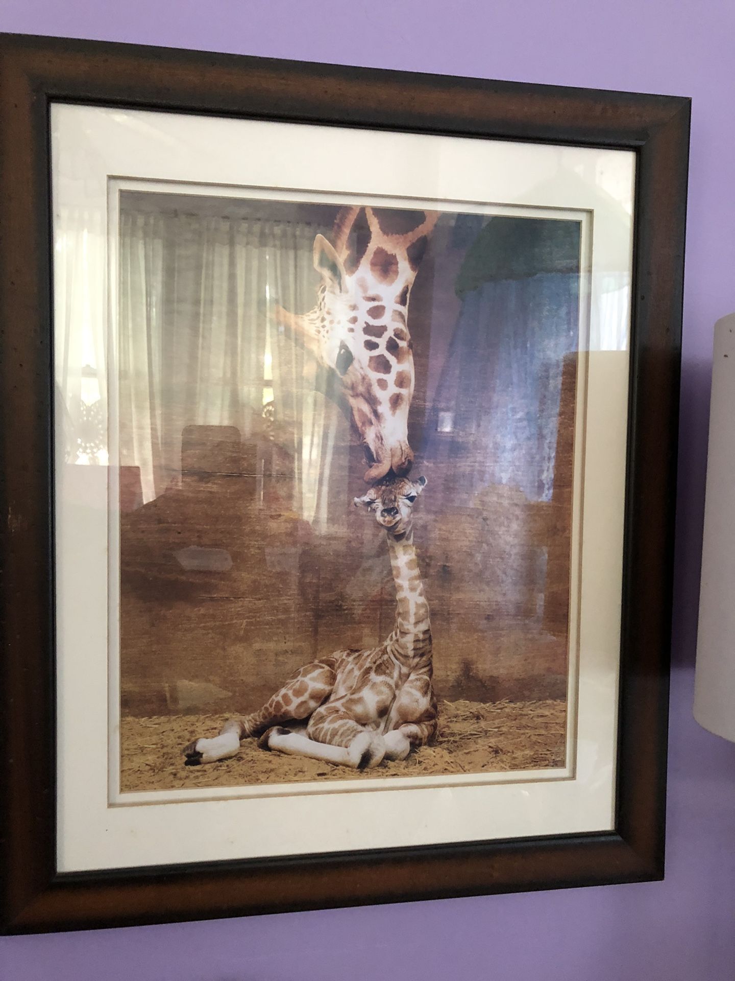 2 Professionally Frames Wildlife Photos