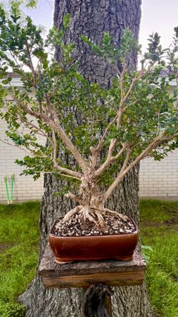 Bonsai boxwood tree