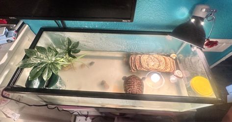 Complete Turtle Tank Setup – Everything Included 🐢