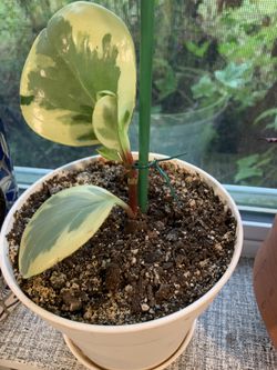 Golden Peperomia Starter Plant