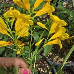 Yellow Bell  $12
