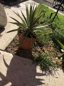 Plant