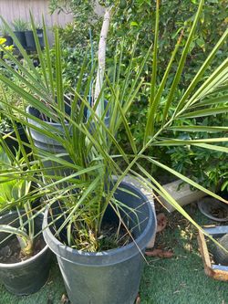 BEAUTIFUL PALM GROW UP LIKE IN THIRD PICTURE