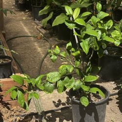 Meyer Lemon 🍋 Tree 