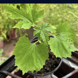 Bitter Mellon Plants  Ready To Grow Seedling Plants