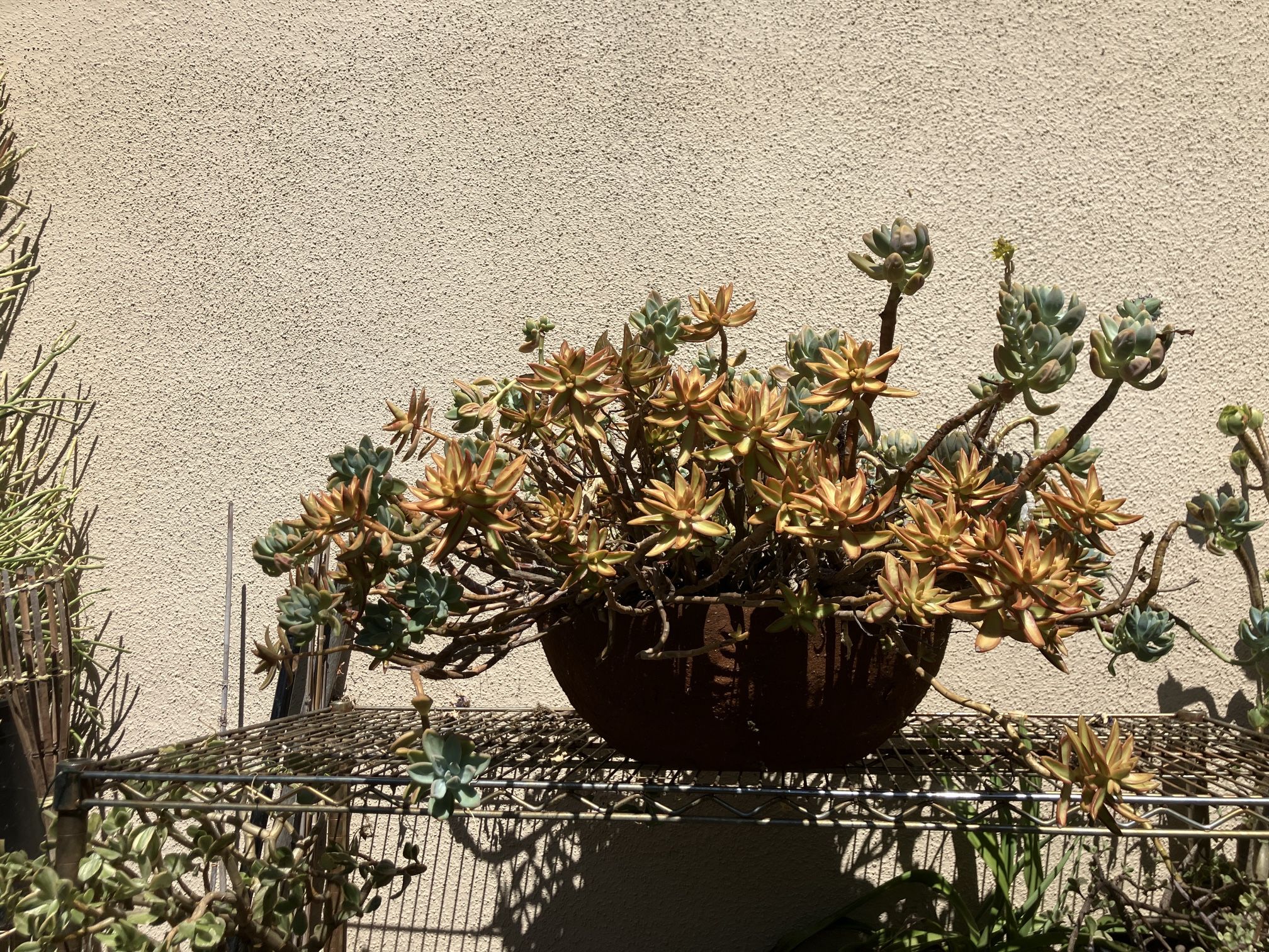 Mixed Succulents 