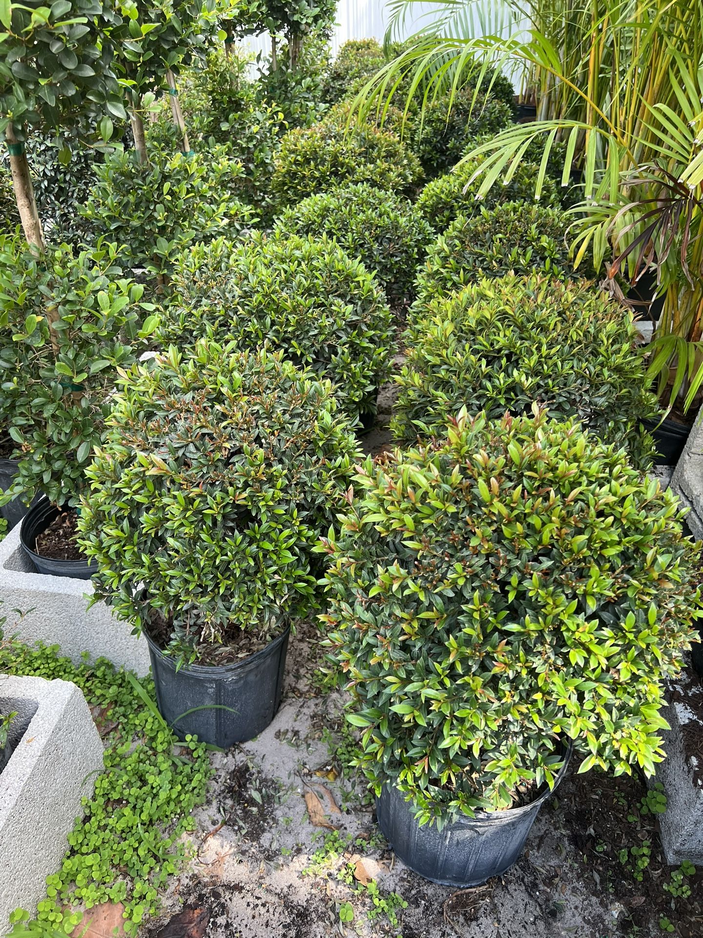 Single Ball Topiary In 3 gls Pot. SPECIAL PRICE 🤩