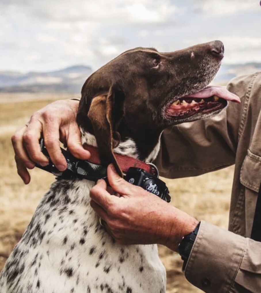 Dog Tracking & Training Collars With GPS. Garmin Astro 320 With DC 50 Collar & DT Sport 2430 Beeper Trainer Collar