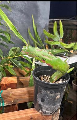 Dragon fruit chimera plant