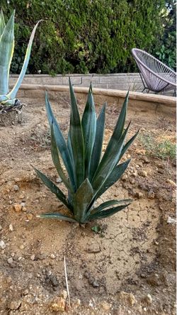 Agave Espadin plant