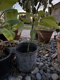Avocado Tree 🥑 $15