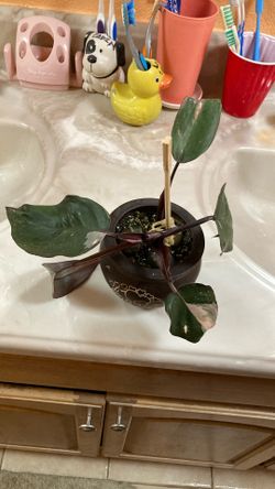 Pink Princess Philodendron