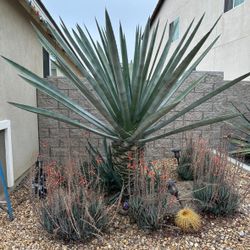 Agave Succulent Plant