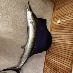 Mounted Sailfish With Hanging Hook