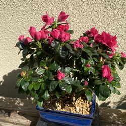 Bonsai Pink Color Flower Azalea $40 In A Blue Bonsai Pot