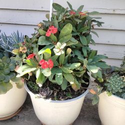 Corona De Cristiano Roja Es Grande La Planta 