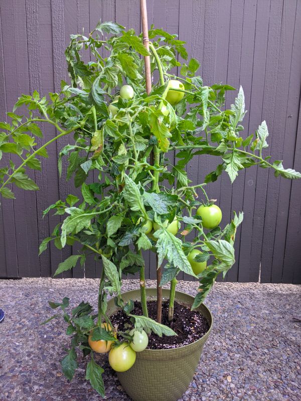 Cluster Tomato Plant for Sale in Sunnyvale, CA OfferUp