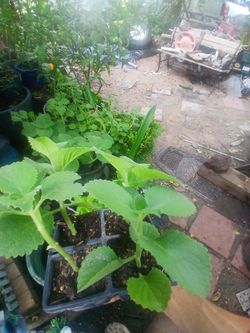 plants