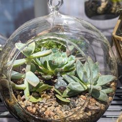 Succulent Terrarium 
