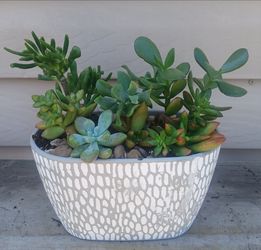 Succulent mix pot 🪴