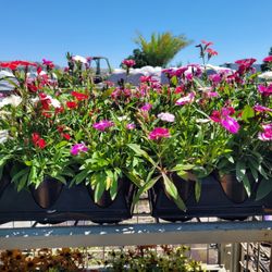 ANNUALS PLANTS 