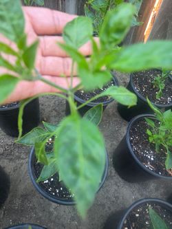 Yellow pequin peper plant