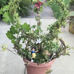 $25 Double heart shaped plant, Snow white inspired garden