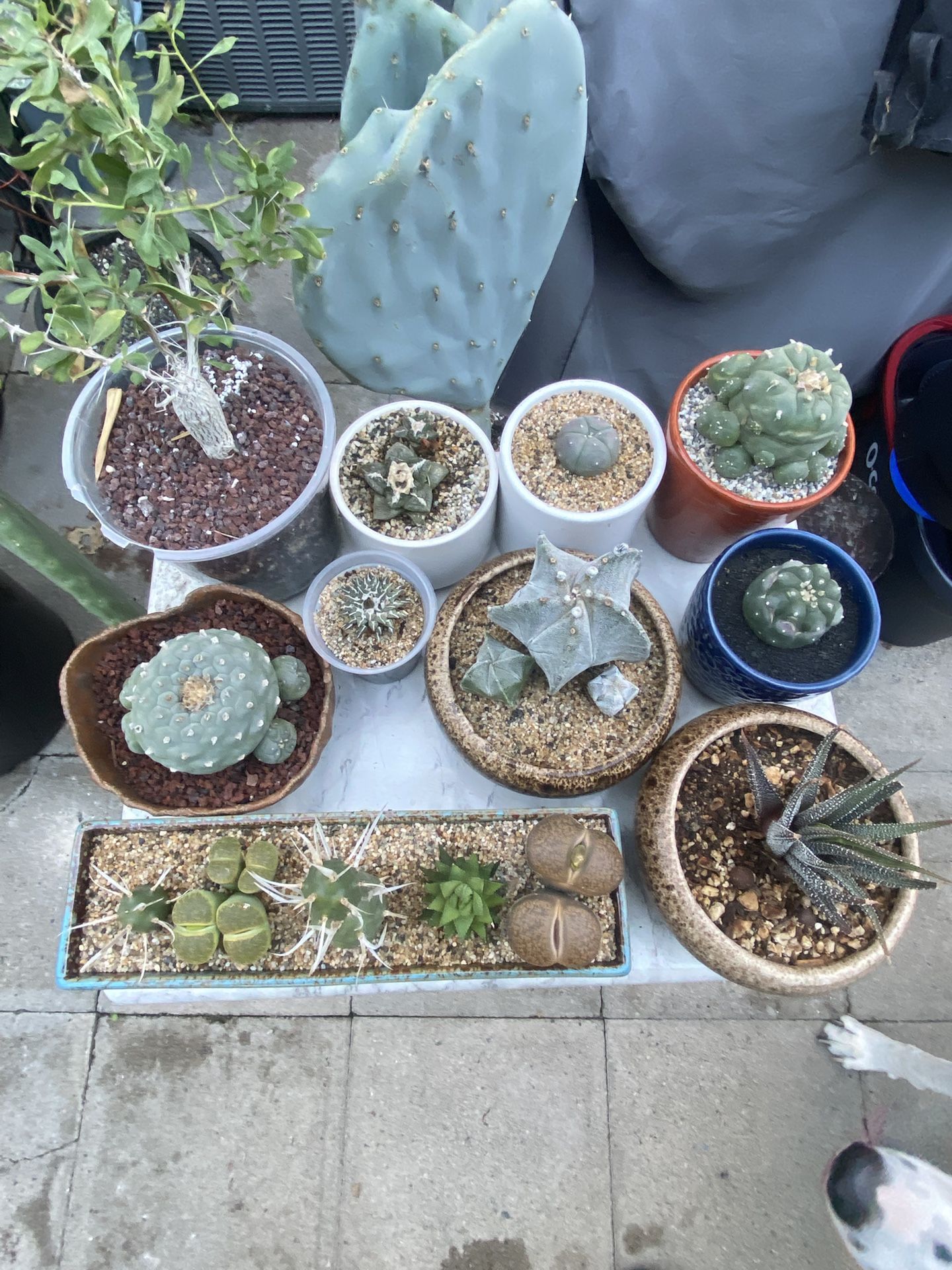 Lw, Ariocarpus, Succulents And Cactus For Sale