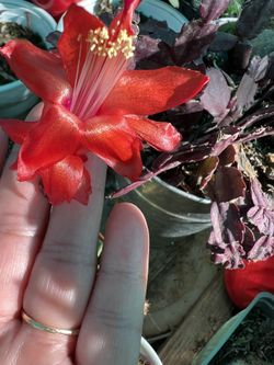 Christmas Cactus