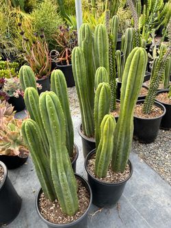 Multiple cactus in one pot $65 each pot