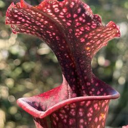 Carnivorous Plants Sarracenia 