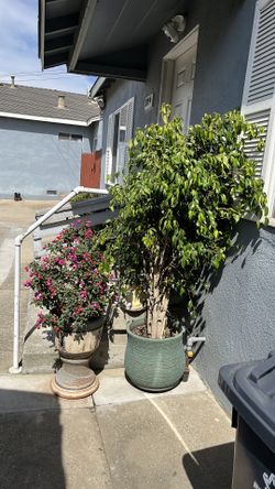 Plants
