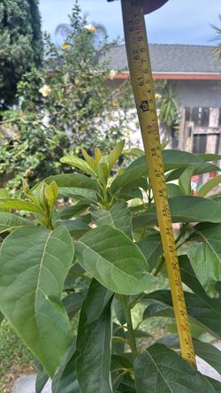 Avacado Tree