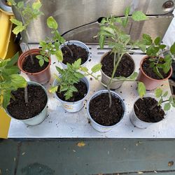 Tomatoes  Plants 🪴 