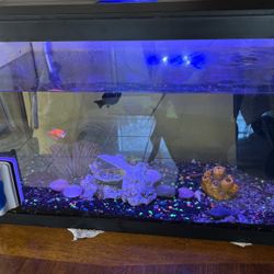 Aquarium 