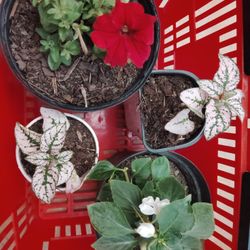 Plantas $3 Cada Una 