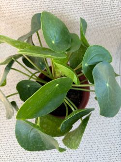 Pilea Peperomioides ( chinese money plant)