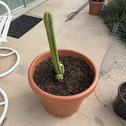 San Pedro Cactus $25