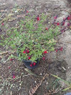 Red Autumn Sage 5gal 