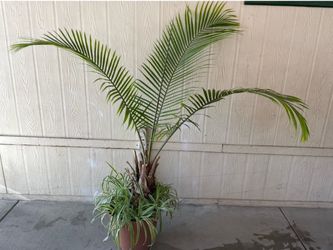 Planta natural $$45