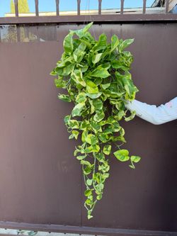 6” xl Pothos lemon meringue
