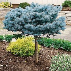 Globosa Blue Spruce Ornamental Trees