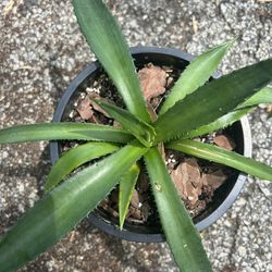 Agave Americana